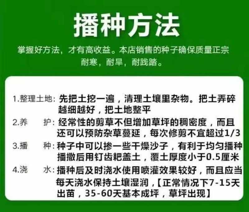 矮生百慕大草坪种子别墅庭院绿化草籽耐踩踏耐寒耐旱高档四季