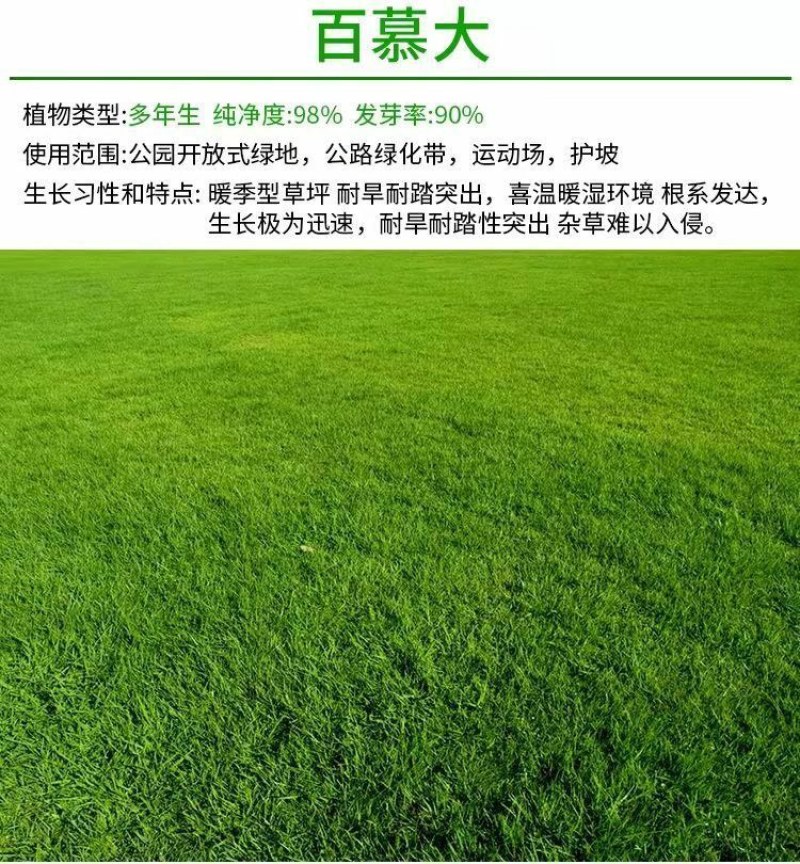 矮生百慕大草坪种子别墅庭院绿化草籽耐踩踏耐寒耐旱高档四季