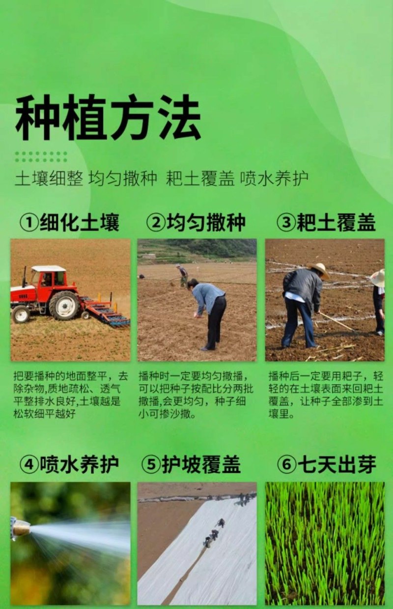 矮生百慕大草坪种子别墅庭院绿化草籽耐踩踏耐寒耐旱高档四季