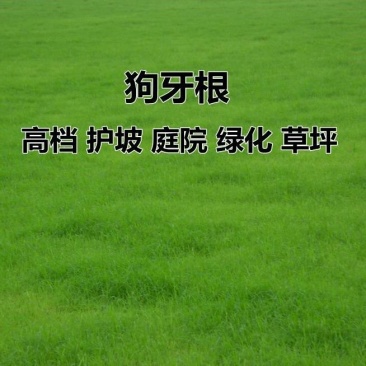 狗牙根草籽矮生百慕大纯进口草坪种子耐践踏免修剪护坡固土
