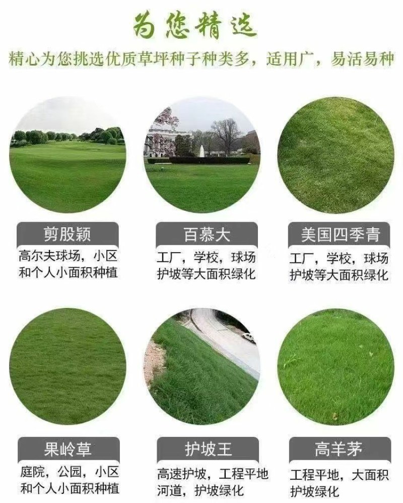 狗牙根草籽矮生百慕大纯进口草坪种子耐践踏免修剪护坡固土
