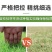 狗牙根草籽矮生百慕大纯进口草坪种子耐践踏免修剪护坡固土
