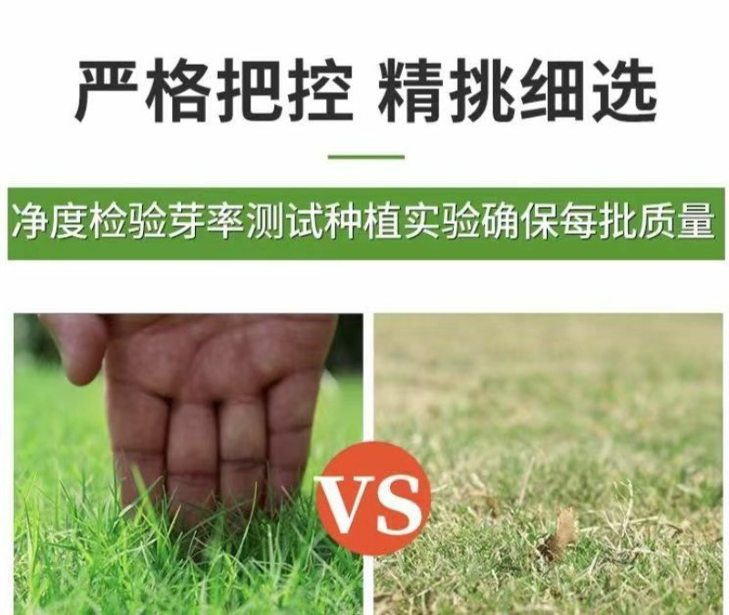 狗牙根草籽矮生百慕大纯进口草坪种子耐践踏免修剪护坡固土