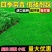 狗牙根草籽矮生百慕大纯进口草坪种子耐践踏免修剪护坡固土