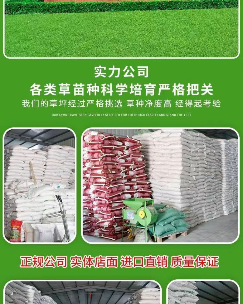 狗牙根草籽矮生百慕大纯进口草坪种子耐践踏免修剪护坡固土