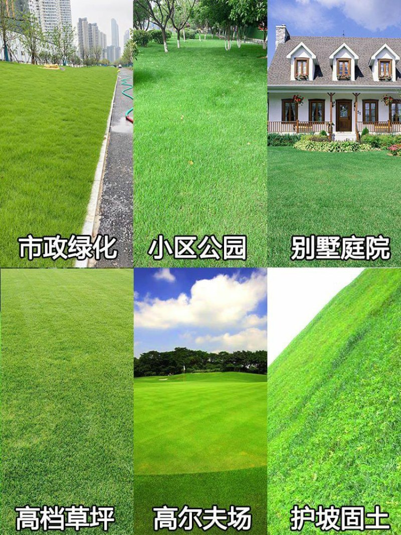 狗牙根草籽矮生百慕大纯进口草坪种子耐践踏免修剪护坡固土