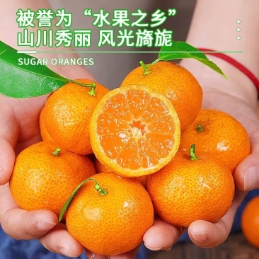 正宗广西砂糖橘现摘现发应季新鲜现货新鲜批发