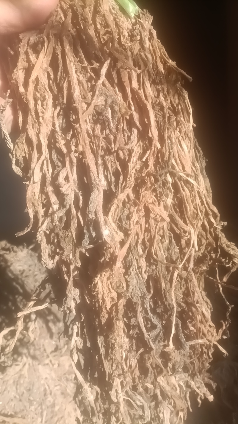 自种自销，量大质优欢迎新老朋友莅临指导，采购