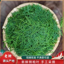 野生侧柏叶新鲜现摘柏树叶扁柏叶洗发乌发泡酒中药柏树枝叶烟