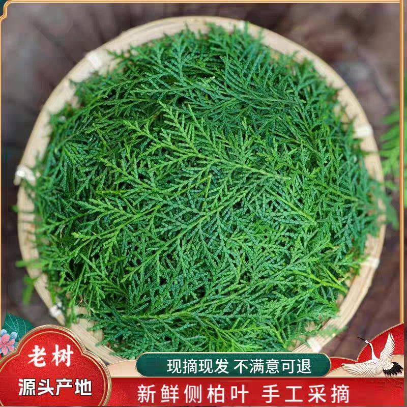 野生侧柏叶新鲜现摘柏树叶扁柏叶洗发乌发泡酒中药柏树枝叶烟