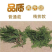 野生侧柏叶新鲜现摘柏树叶扁柏叶洗发乌发泡酒中药柏树枝叶烟