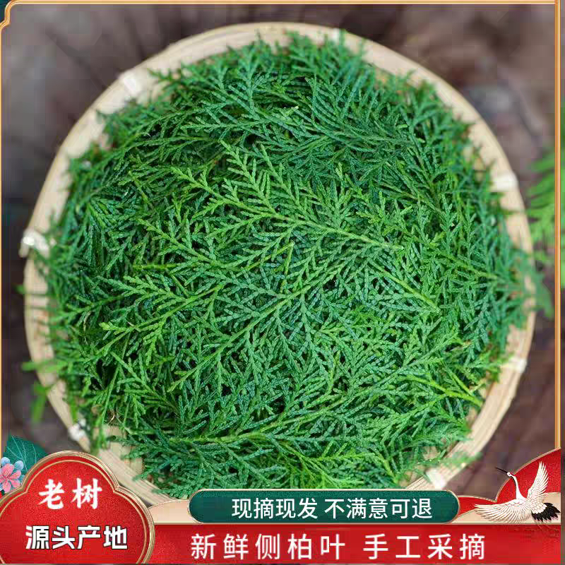 野生侧柏叶新鲜现摘柏树叶扁柏叶洗发乌发泡酒中药柏树枝叶烟