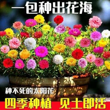 重瓣太阳花种子花种籽子四季播种开花混色阳台花籽易种活盆栽