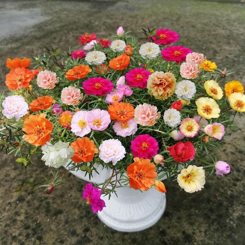 重瓣太阳花种子花种籽子四季播种开花混色阳台花籽易种活盆栽