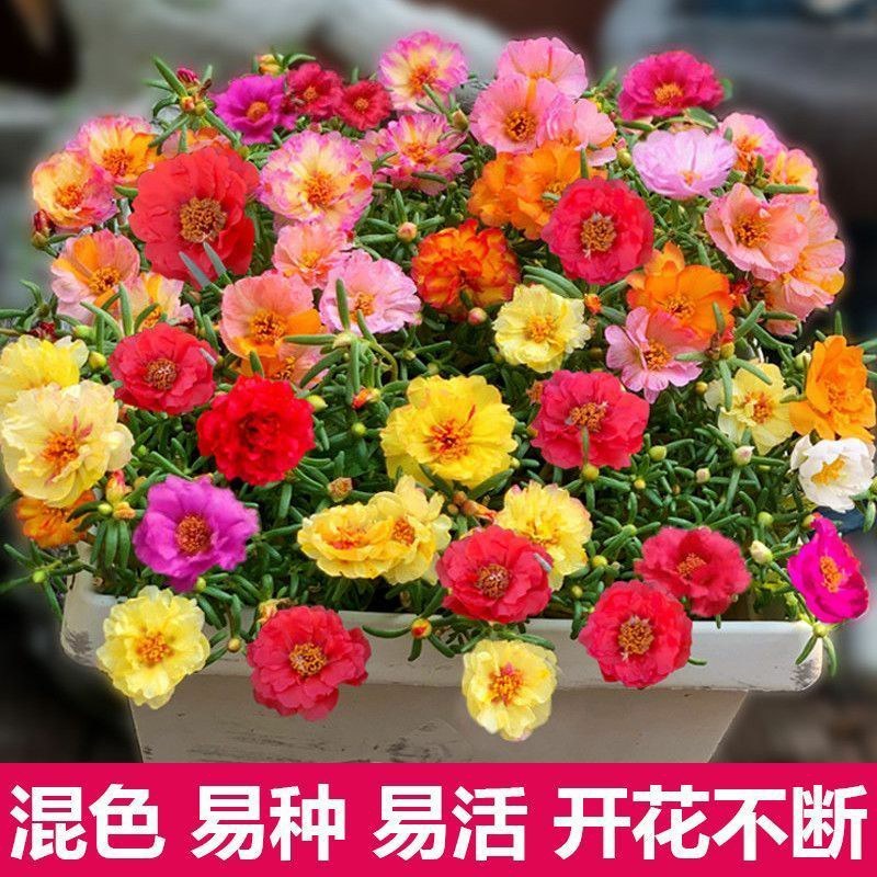 重瓣太阳花种子花种籽子四季播种开花混色阳台花籽易种活盆栽