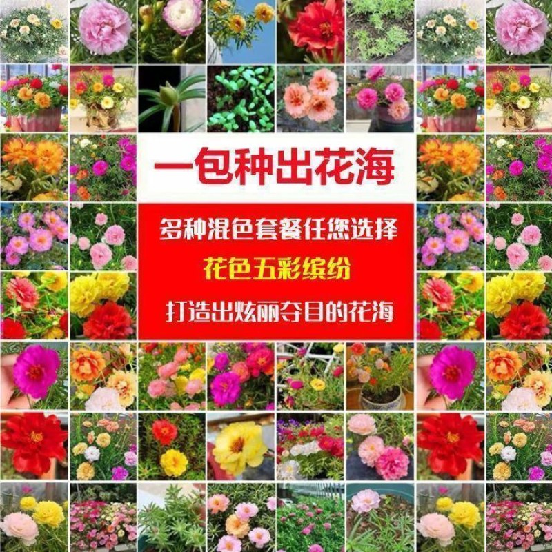 重瓣太阳花种子花种籽子四季播种开花混色阳台花籽易种活盆栽