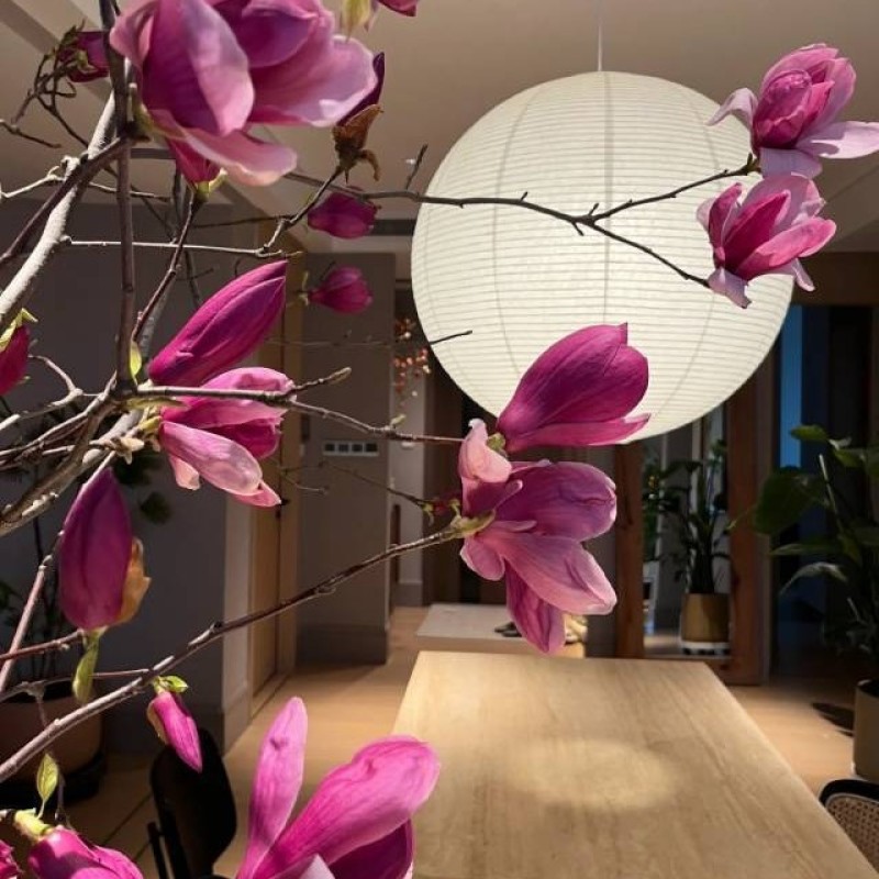 玉兰鲜切花批发农户量大优惠红白紫混搭