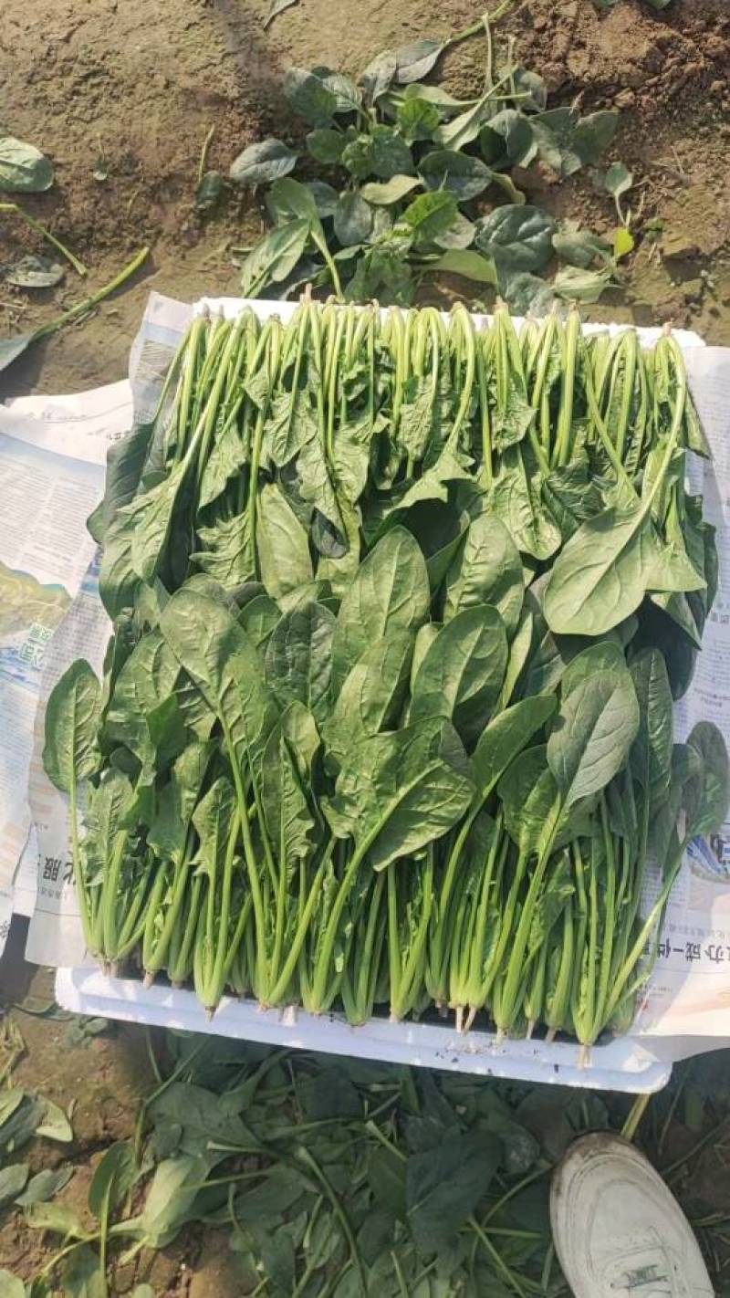 新鲜山东菠菜，健康，营养丰富，口感鲜美，现摘现发，，，