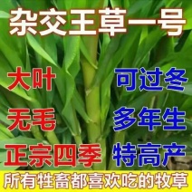 进口杂交高丹王种子耐热耐旱晚熟型喂牛羊鱼高产大叶养殖畜牧