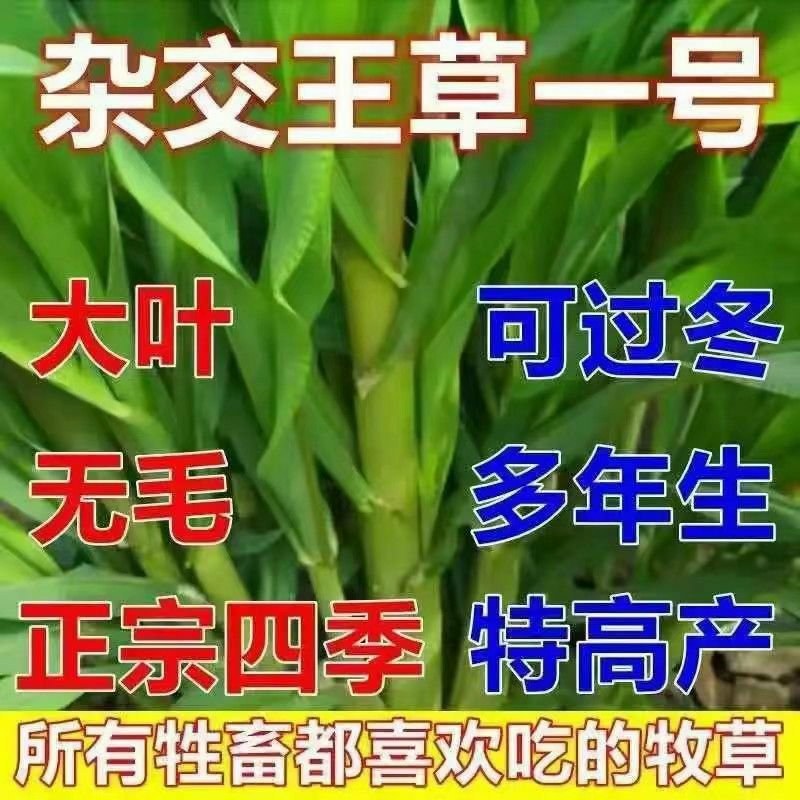 进口杂交高丹王种子耐热耐旱晚熟型喂牛羊鱼高产大叶养殖畜牧