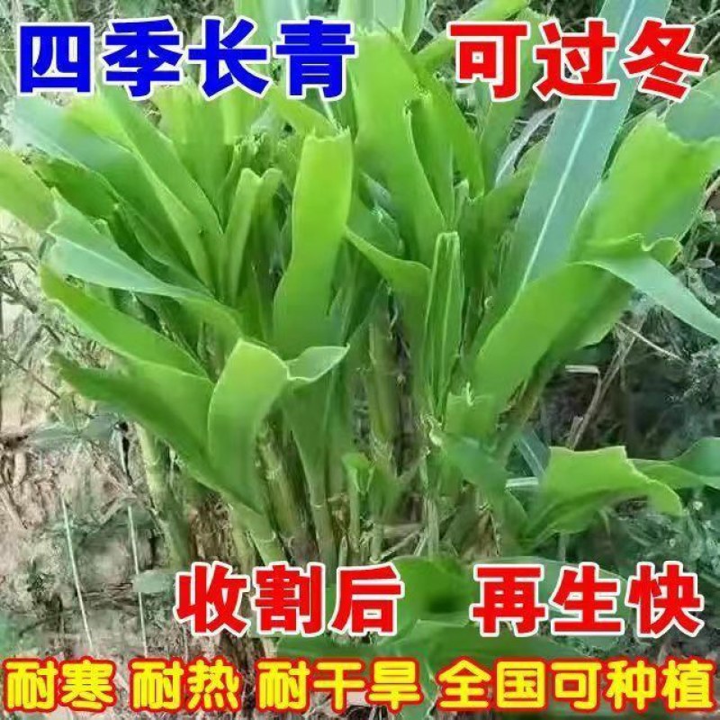 进口杂交高丹王种子耐热耐旱晚熟型喂牛羊鱼高产大叶养殖畜牧