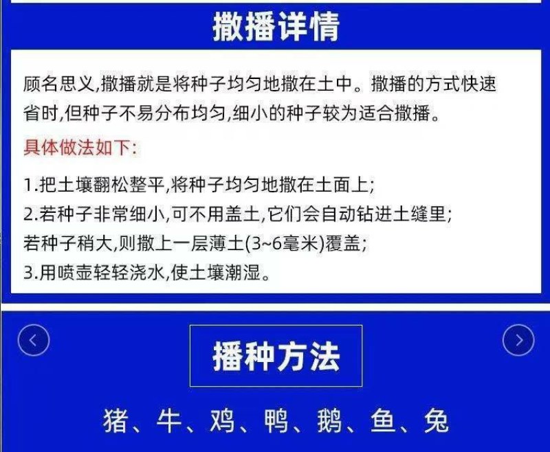 进口杂交高丹王种子耐热耐旱晚熟型喂牛羊鱼高产大叶养殖畜牧