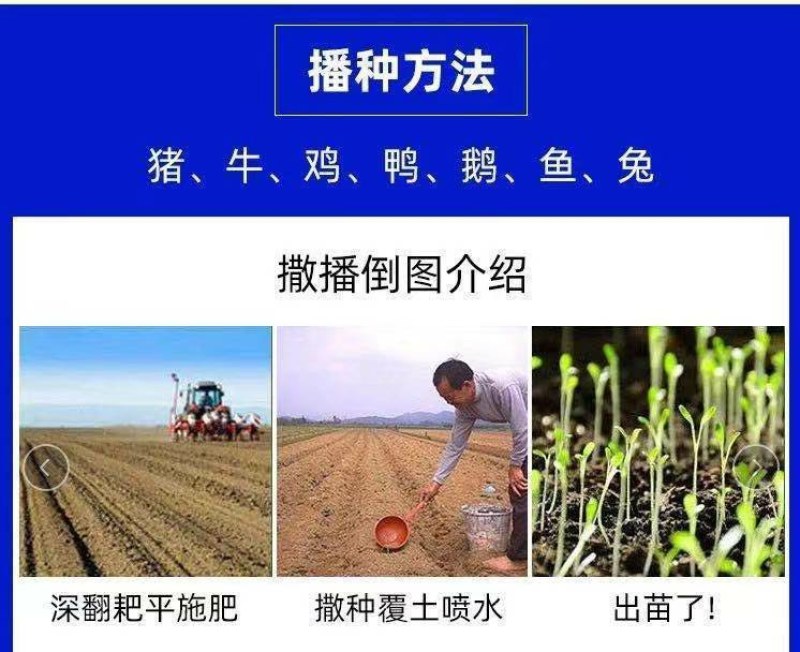 进口杂交高丹王种子耐热耐旱晚熟型喂牛羊鱼高产大叶养殖畜牧