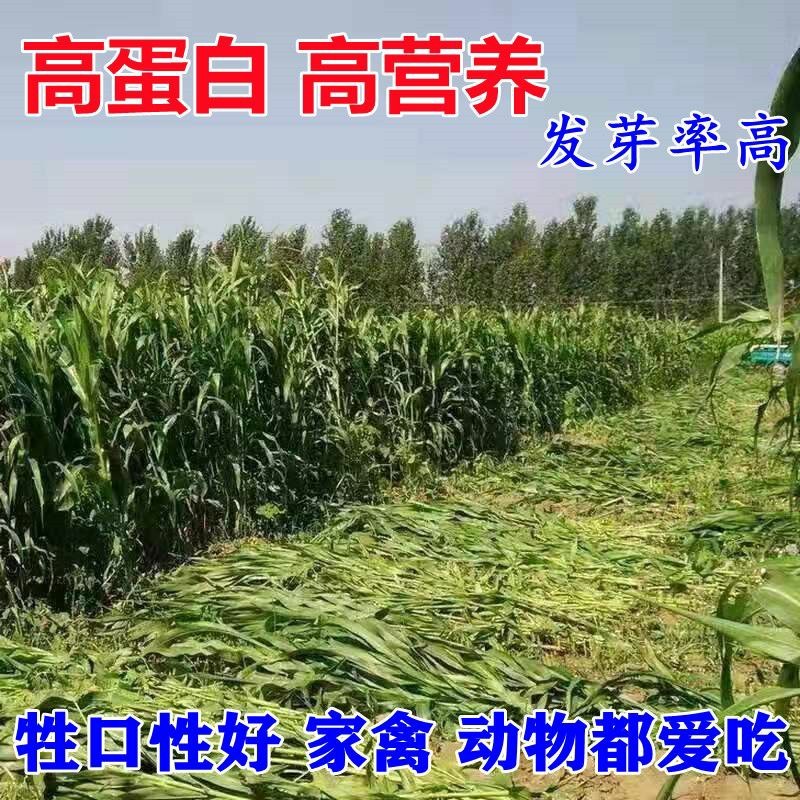 进口杂交高丹王种子耐热耐旱晚熟型喂牛羊鱼高产大叶养殖畜牧