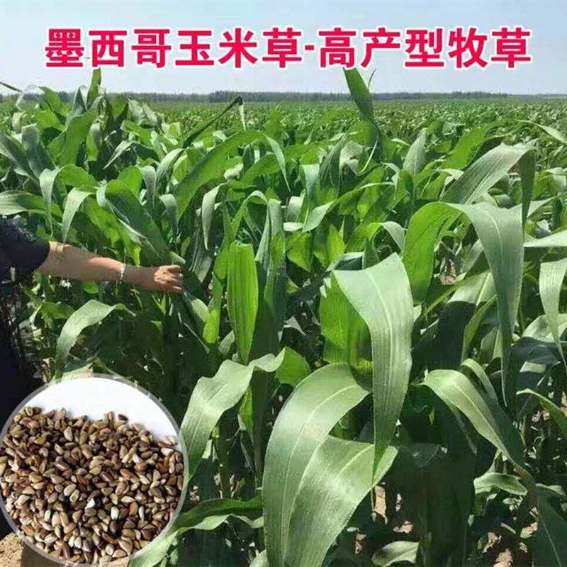 进口杂交高丹王种子耐热耐旱晚熟型喂牛羊鱼高产大叶养殖畜牧