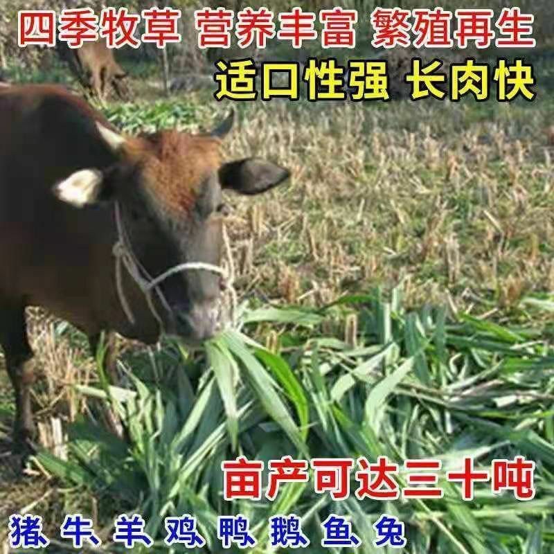 进口杂交高丹王种子耐热耐旱晚熟型喂牛羊鱼高产大叶养殖畜牧