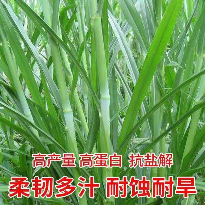 进口杂交高丹王种子耐热耐旱晚熟型喂牛羊鱼高产大叶养殖畜牧