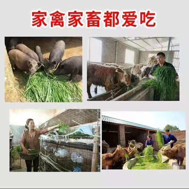 进口杂交高丹王种子耐热耐旱晚熟型喂牛羊鱼高产大叶养殖畜牧