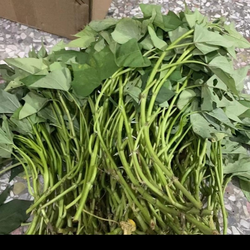 专食叶番薯藤，不会生地瓜的番薯叶