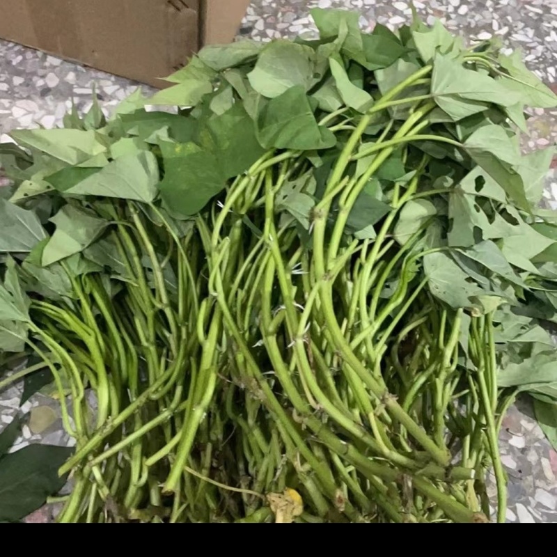 专食叶番薯藤，不会生地瓜的番薯叶