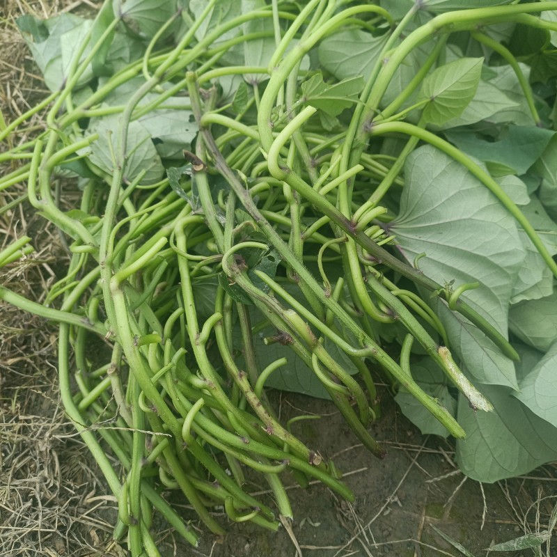 专食叶番薯藤，不会生地瓜的番薯叶