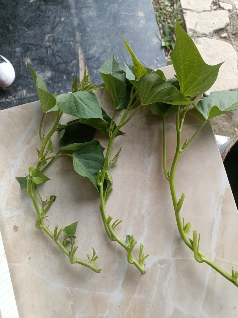 专食叶番薯藤，不会生地瓜的番薯叶