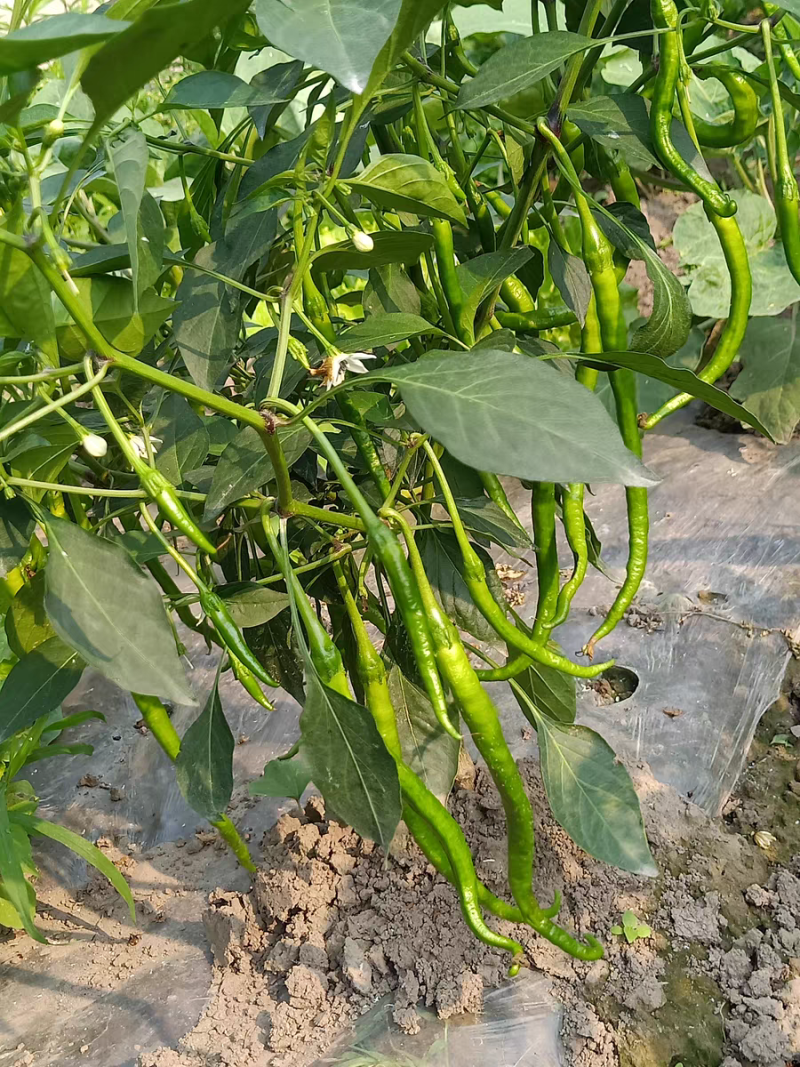 农爱多50%氯溴异氰尿酸真菌细菌黄瓜霜霉软腐病毒病杀菌剂