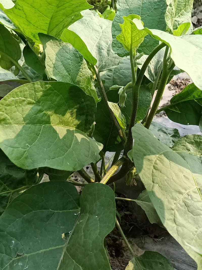 农爱多50%氯溴异氰尿酸真菌细菌黄瓜霜霉软腐病毒病杀菌剂