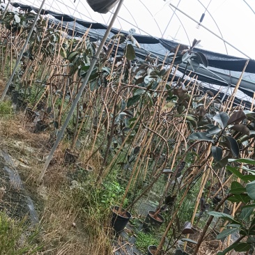 黑金刚橡皮树