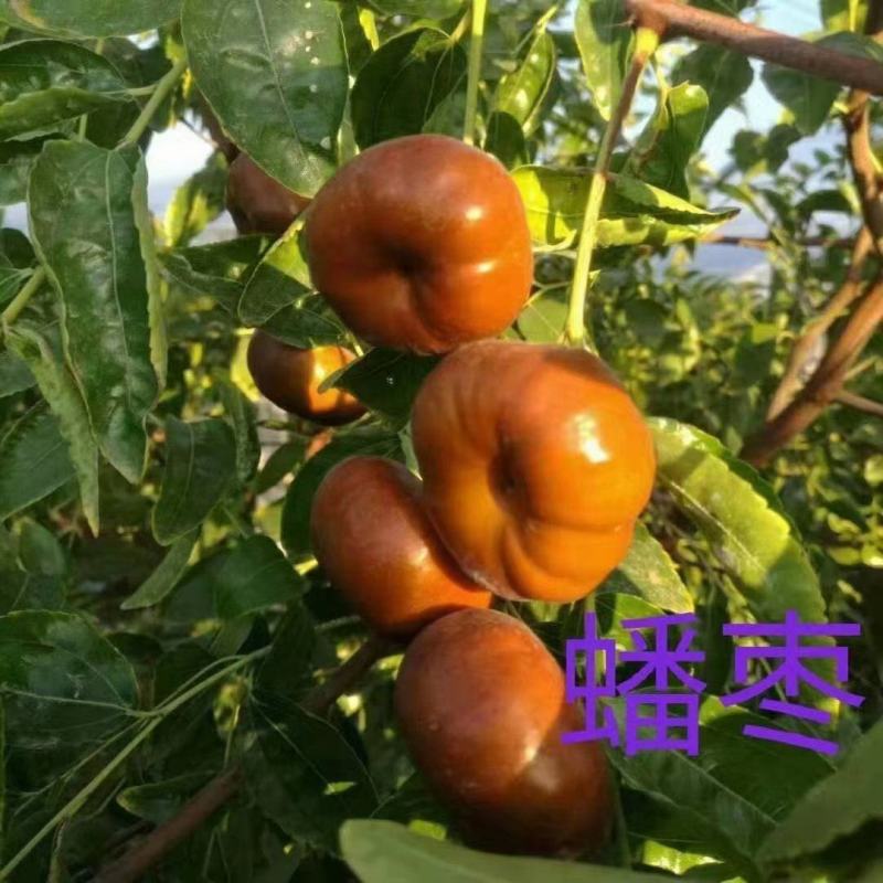 龙蟠脆枣蟠枣苗新品种爽脆浓甜多汁现挖现卖当年结果