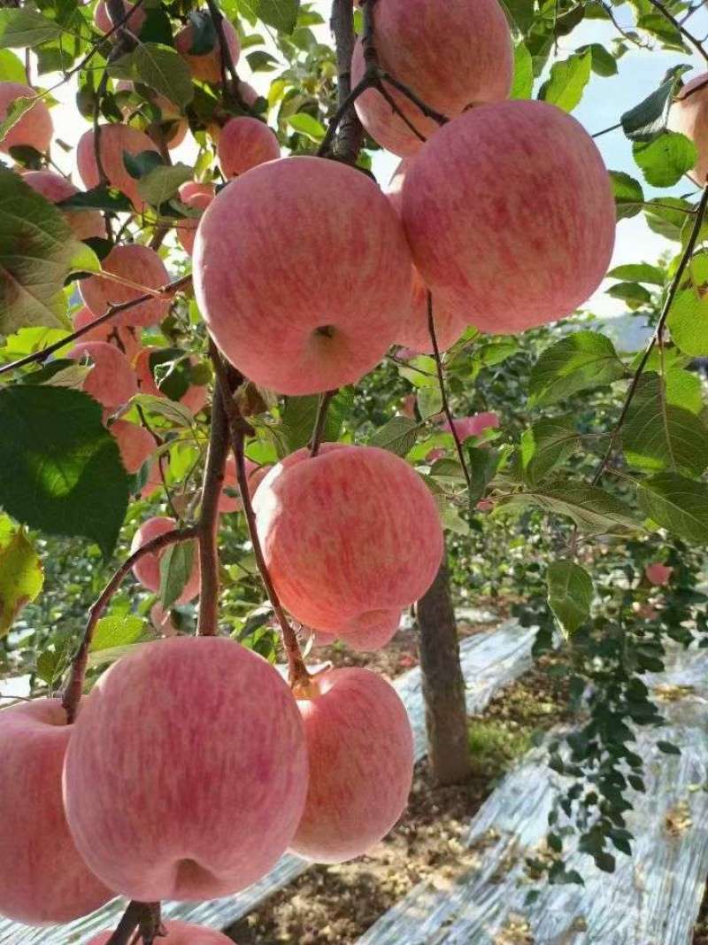 核桃