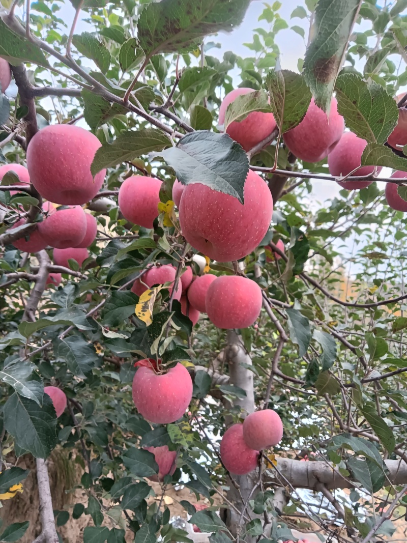 核桃
