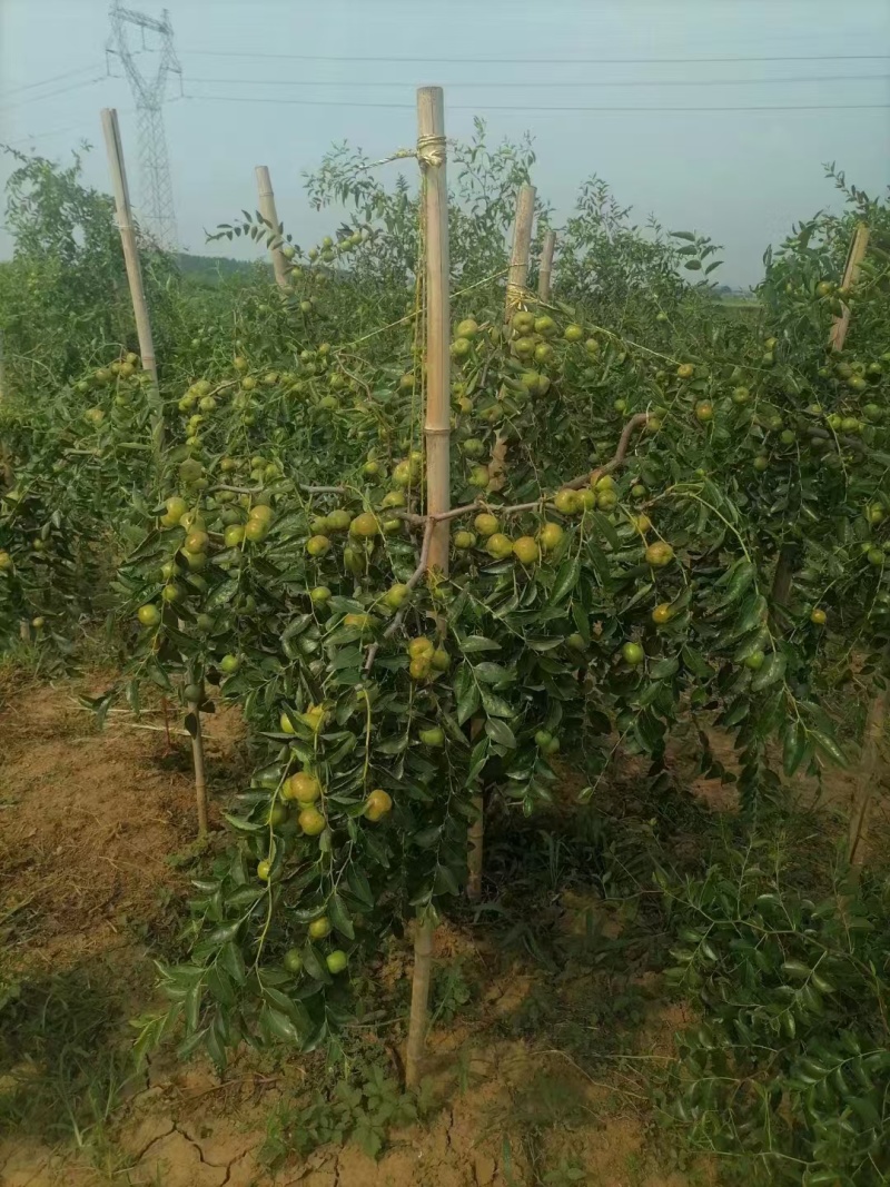 龙蟠脆枣蟠枣苗新品种爽脆浓甜多汁现挖现卖当年结果