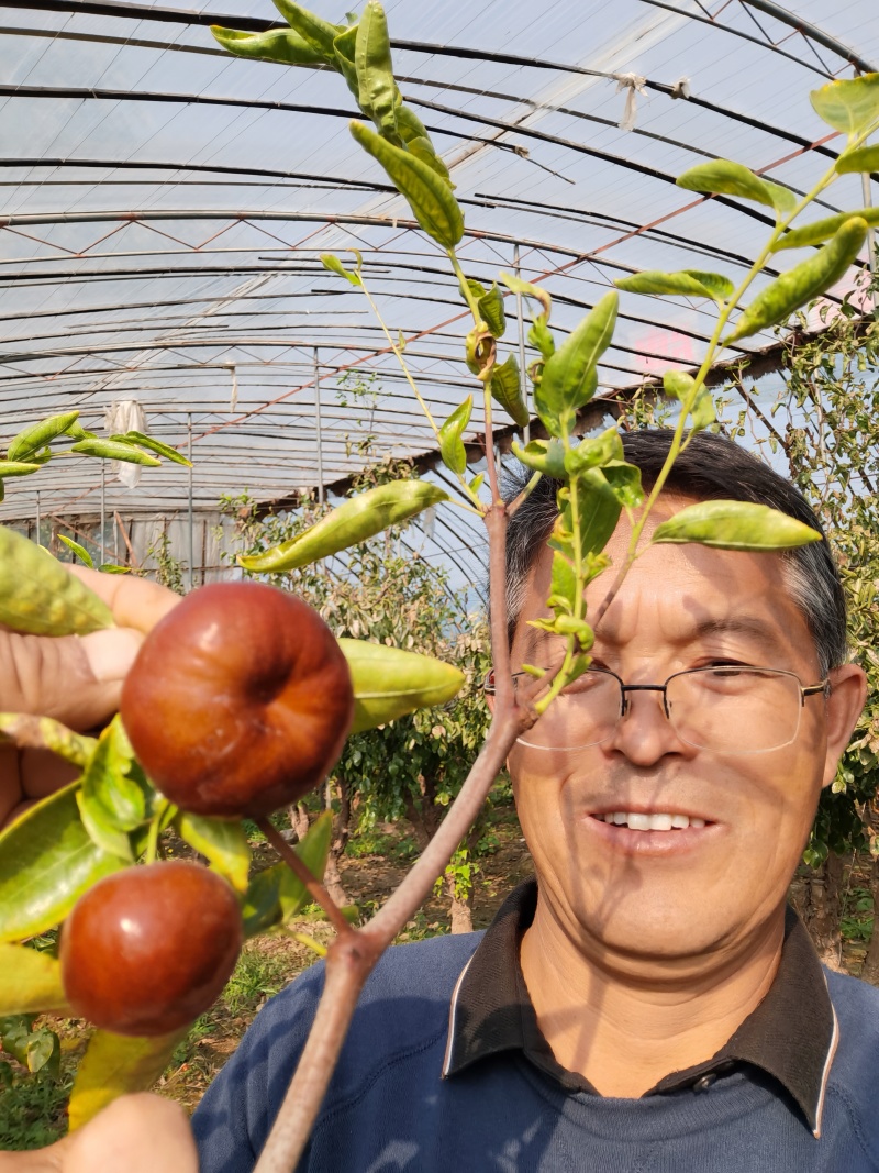 龙蟠脆枣蟠枣苗新品种爽脆浓甜多汁现挖现卖当年结果