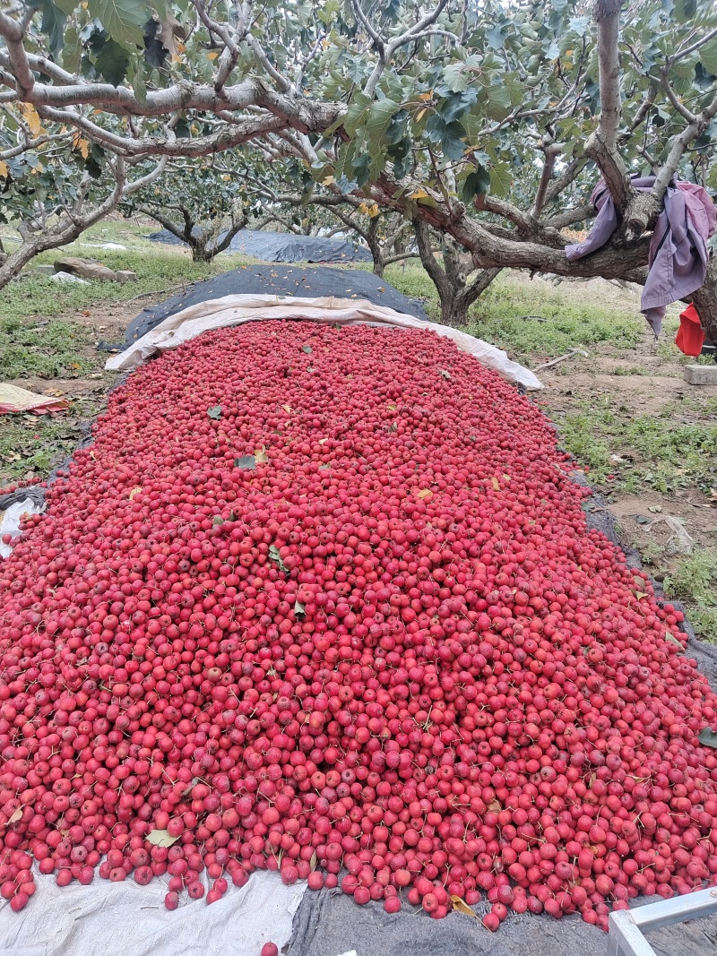 大金星