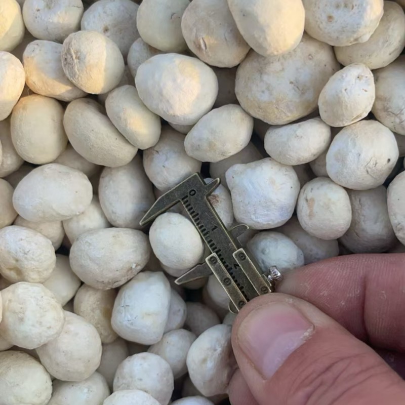 半夏种球去皮货版一致