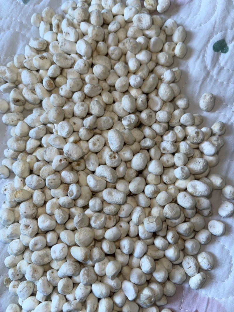 半夏种球去皮货版一致