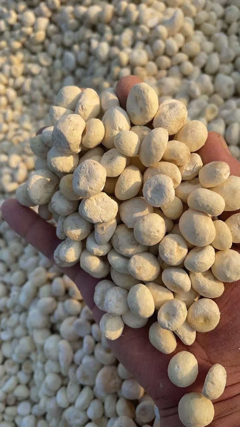 半夏种球去皮货版一致