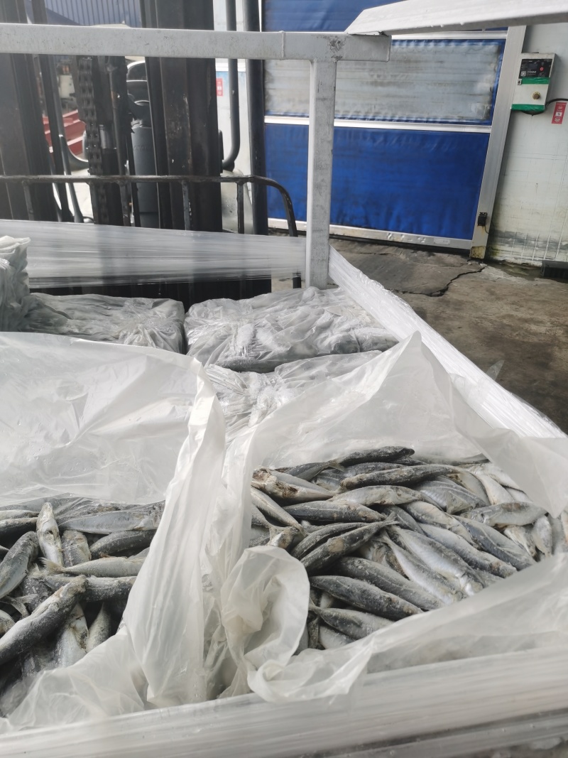 巴浪鱼饵料大眼巴浪一手货源整柜出货厦门港现货直供