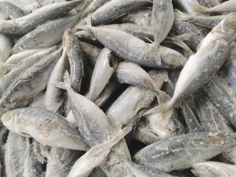 巴浪鱼饵料大眼巴浪一手货源整柜出货厦门港现货直供